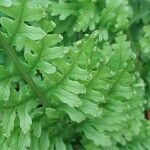 Polypodium interjectum ഇല