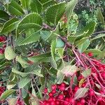 Photinia arbutifolia Blad