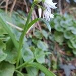 Allium triquetrumFlower