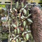 Episcia cupreata ᱥᱟᱠᱟᱢ