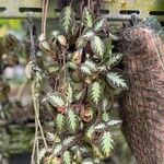 Episcia cupreata Blad