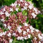 Origanum vulgare Flower