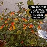 Justicia floribunda Cvet