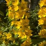 Lysimachia punctataFlower