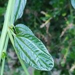 Ceanothus thyrsiflorusLeaf