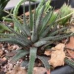 Haworthia attenuata পাতা