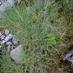 Festuca glacialis Mosusu