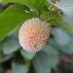 Nauclea latifolia 花