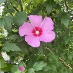 Hibiscus syriacus Kukka