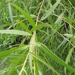 Salix nigra Leaf