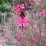 Oenothera lindheimeri Blomst