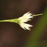 Rhynchospora alba Flor