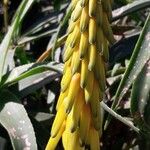 Aloe striatula Цвят