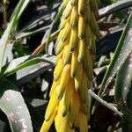 Aloe striatula Fleur