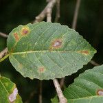 Ficus lateriflora Frunză