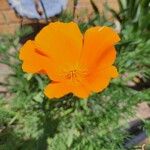 Eschscholzia caespitosa Flower