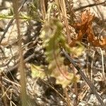 Astragalus pelecinus Fruto