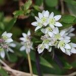 Swertia japonica Квітка