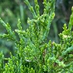Juniperus virginiana 葉