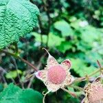 Rubus parviflorusФрукт