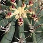 Ferocactus emoryi Other