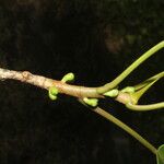 Ficus citrifolia Écorce