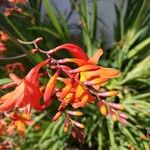 Crocosmia x crocosmiiflora Flor