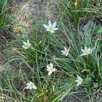 Zephyranthes candida Blüte