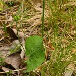 Ranunculus thora Anders