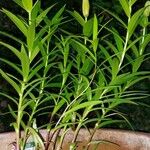 Lilium lancifolium Leaf