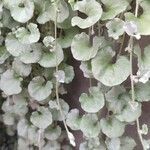 Dichondra argentea Φύλλο