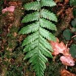 Cyclosorus pozoi Leaf