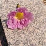 Tabebuia heterophylla Flor