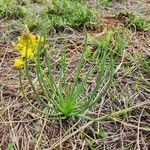 Bulbine abyssinica Hábito