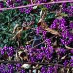 Callicarpa americana Plod