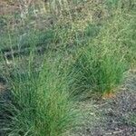 Eragrostis curvula Агульны выгляд