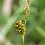 Carex liparocarpos Fruit