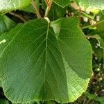 Actinidia chinensis 葉