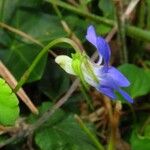 Viola × bavarica Blomst