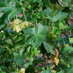Malva assurgentiflora Leaf