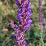 Salvia nemorosaBlomst