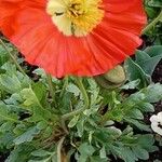 Papaver croceum عادت داشتن