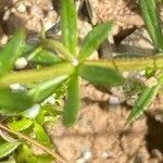 Galium verrucosum पत्ता