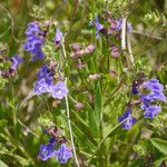 Scutellaria drummondii Yeri