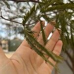 Prosopis glandulosa Blatt