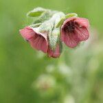 Cynoglossum montanum Flor