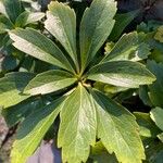 Pachysandra terminalis Leaf