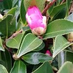 Camellia sasanqua 花