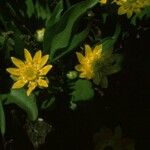 Ranunculus alismifolius Flower