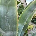 Agave americana Ліст